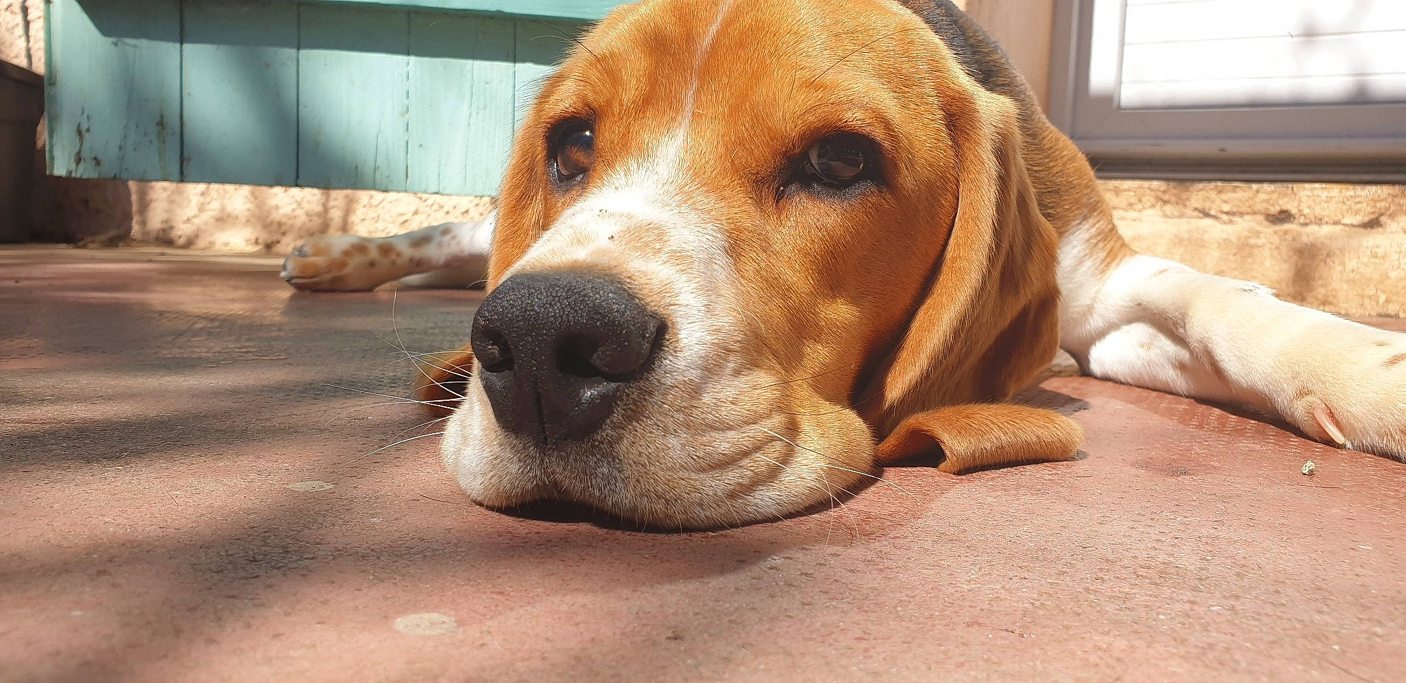 Pilou a rejoint le concours — aidez-le/la à gagner de superbes lots ! american_foxhound, basset_artesien_normand, beagle, beagle_harrier, canidae, carnivore, companion_dog, dog, dog_breed, english_coonhound, english_foxhound, harrier, hound, mammal, nose, portuguese_pointer, rare_breed_dog, snout, sporting_group, vertebrate