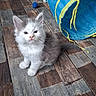 animal, blue_bag, blue_eyes, cat, cute, ears, fluffy, gray_fur, indoors, kitten, pet, playful, portrait, rustic, sitting, tail, toy, whiskers, white_fur, wooden_floor