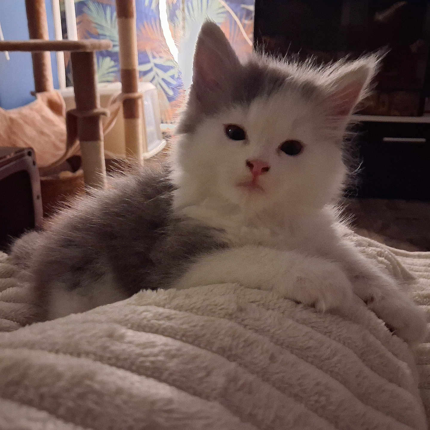 Gizmo