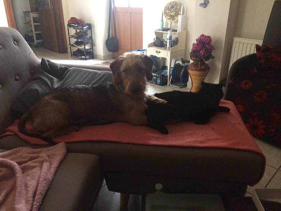 Pilloux a rejoint le concours — aidez-le/la à gagner de superbes lots ! canidae, carnivore, chair, comfort, companion_dog, couch, dog, dog_breed, furniture, great_dane, guard_dog, home, house, living_room, miniature_schnauzer, puppy, room, schnauzer, sporting_group, weimaraner