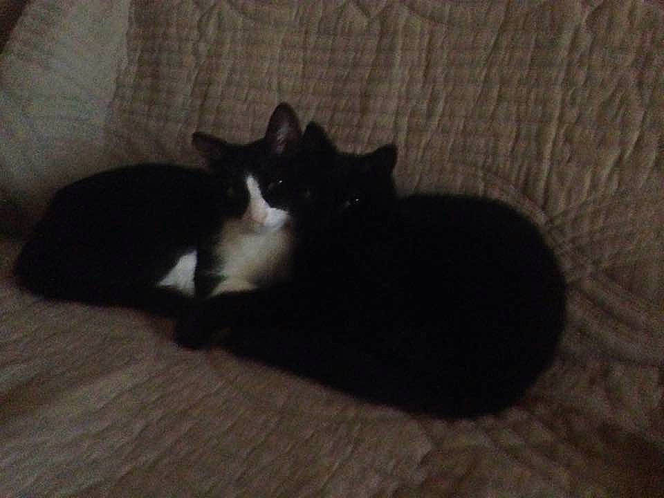 Pilloux participe au concours pour gagner de l'argent avec cette photo : black, black_and_white, black_cat, carnivore, cat, domestic_short_haired_cat, ear, felidae, fur, kitten, mammal, polydactyl_cat, small_to_medium_sized_cats, tail, whiskers