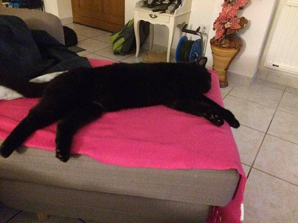 Pilloux a rejoint le concours — aidez-le/la à gagner de superbes lots ! black_cat, canidae, carnivore, cat, chair, comfort, companion_dog, couch, dog, dog_breed, felidae, flat_coated_retriever, furniture, futon, leg, pink, puppy, small_to_medium_sized_cats, sporting_group, tail