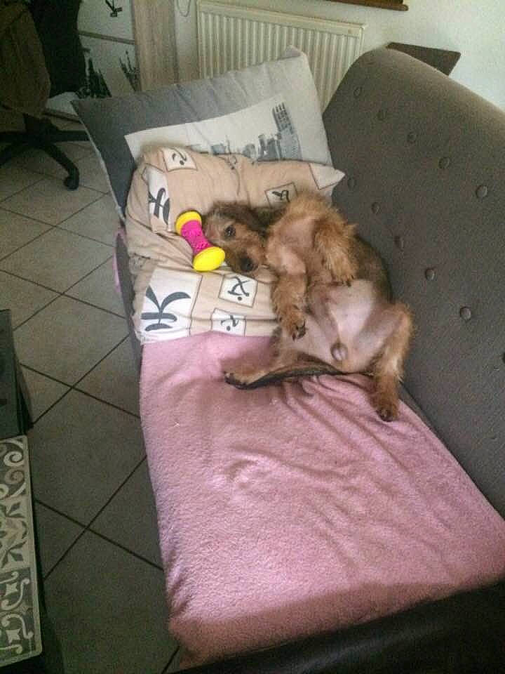 Paco a rejoint le concours — aidez-le/la à gagner de superbes lots ! canidae, carnivore, cat, companion_dog, dog, dog_breed, furniture, puppy, shih_tzu