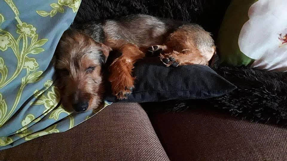 Paco a rejoint le concours — aidez-le/la à gagner de superbes lots ! canidae, carnivore, companion_dog, dog, dog_breed, mammal, sporting_group, vertebrate, welsh_terrier