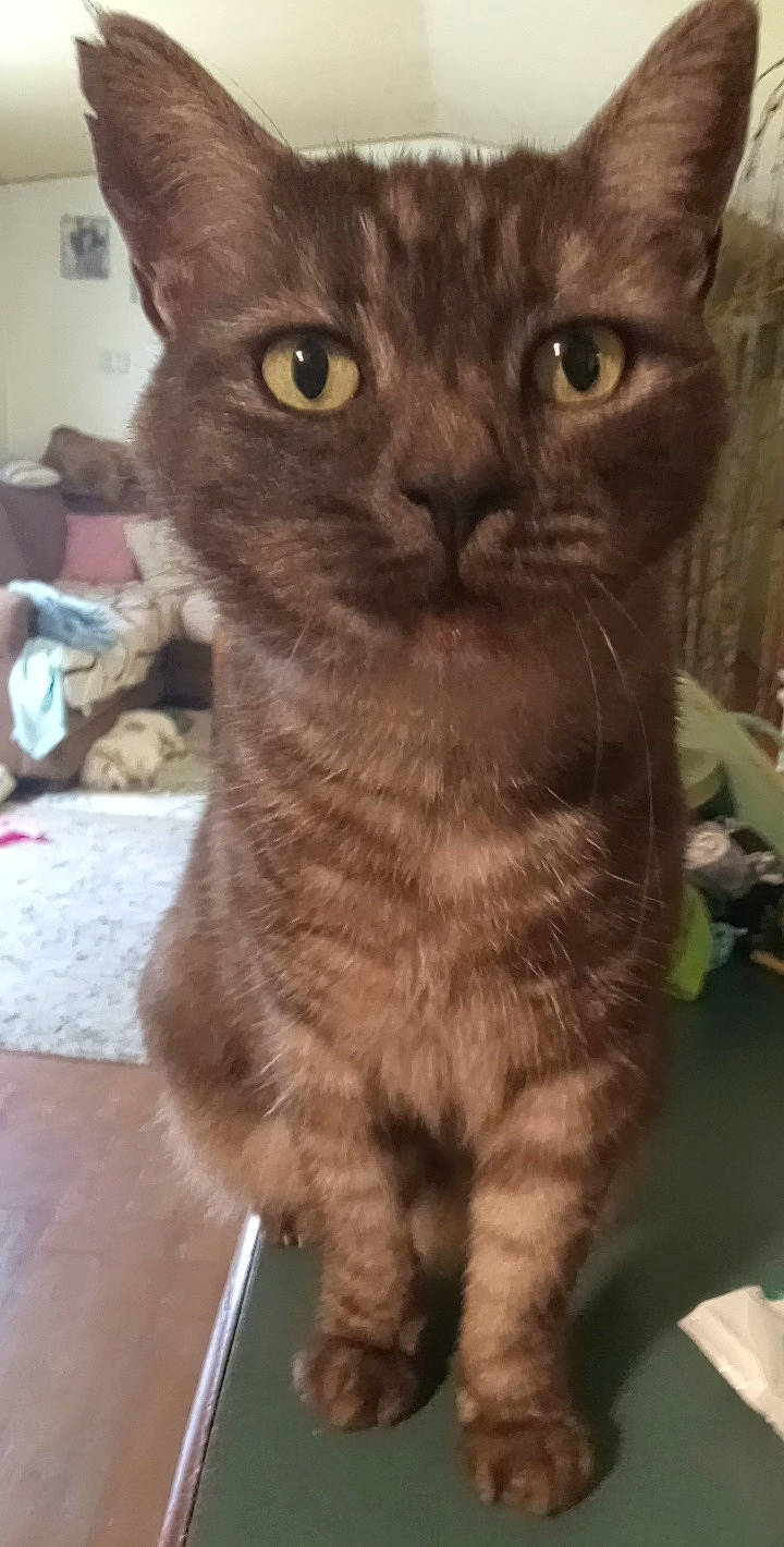 Momma Midnight is registered to the contest to win money with this photo: black_cat, carnivore, cat, chartreux, domestic_short_haired_cat, felidae, fur, small_to_medium_sized_cats, snout, tail, terrestrial_animal, whiskers