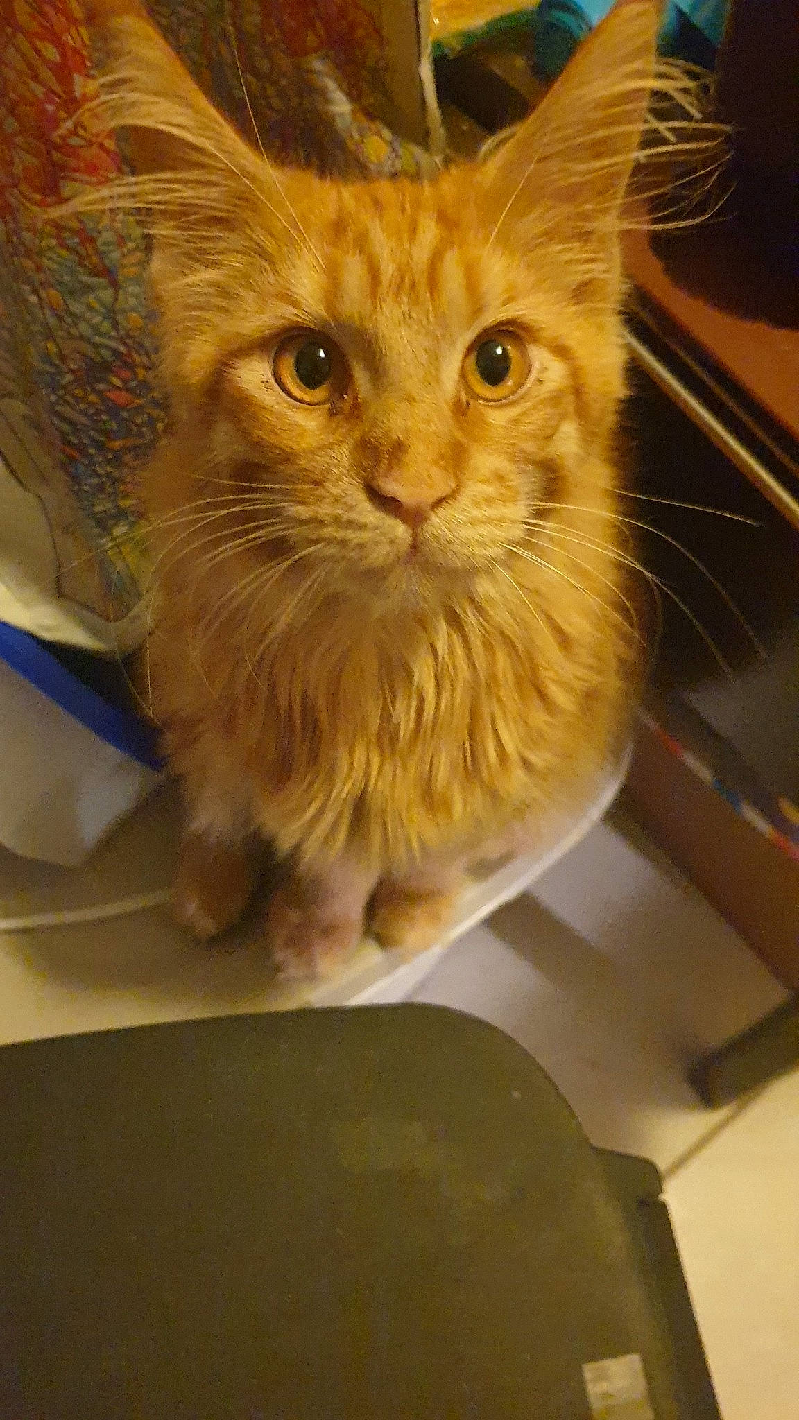 Pitchu participe au concours pour gagner de l'argent avec cette photo : asian, carnivore, cat, cymric, domestic_long_haired_cat, domestic_short_haired_cat, european_shorthair, eye, fawn, felidae, kitten, maine_coon, mammal, norwegian_forest_cat, siberian, small_to_medium_sized_cats, snout, tabby_cat, vertebrate, whiskers