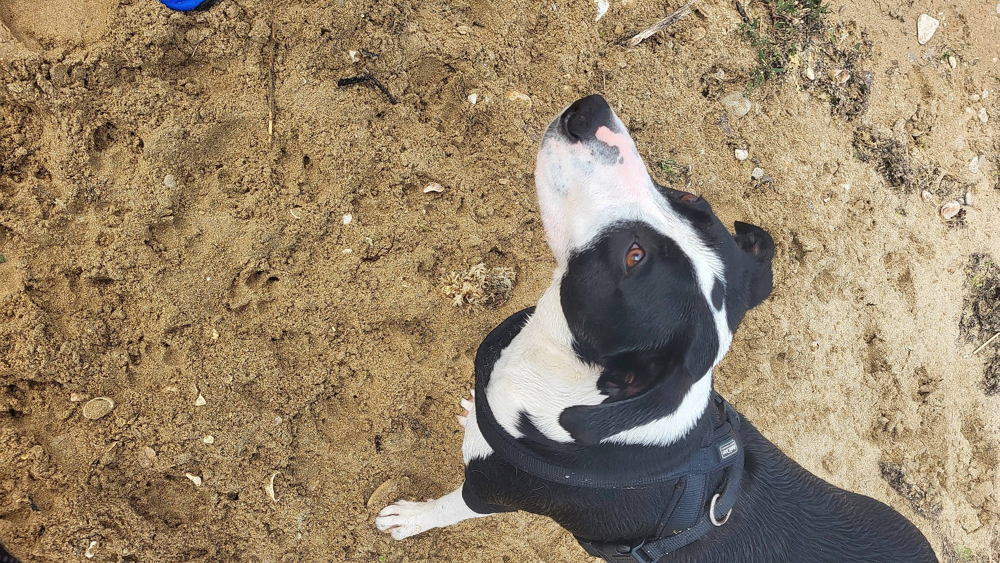 Inaya a rejoint le concours — aidez-le/la à gagner de superbes lots ! adventure, boston_terrier, canidae, carmine, carnivore, collar, companion_dog, dog, dog_breed, dog_collar, dog_supply, fawn, leash, pet_supply, snout, soil, sporting_group, terrestrial_animal, whiskers, working_animal