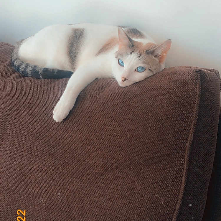 Naila