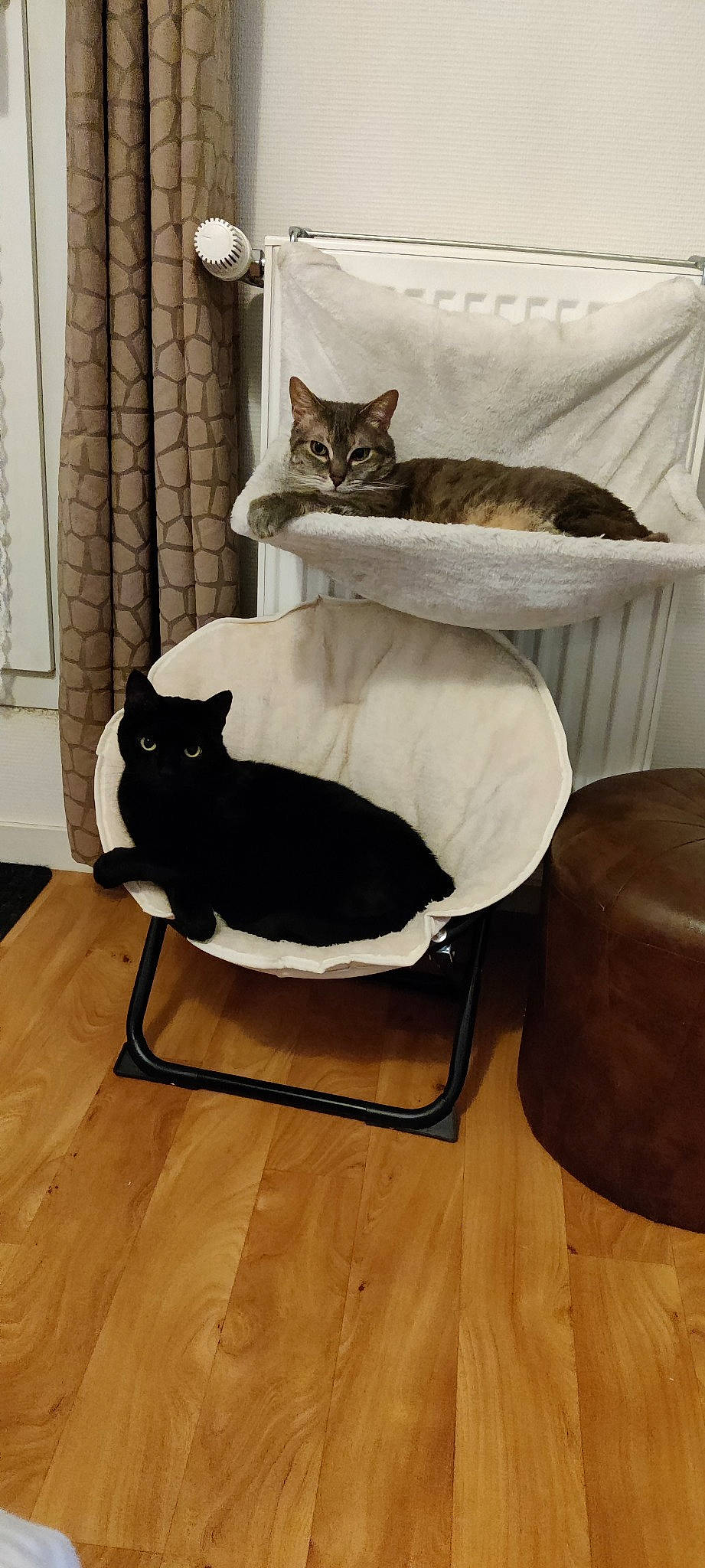 Jenny participe au concours pour gagner de l'argent avec cette photo : carnivore, cat, cat_supply, chair, comfort, curtain, domestic_short_haired_cat, felidae, floor, flooring, fur, grey, hardwood, mammal, pet_supply, small_to_medium_sized_cats, tail, vertebrate, whiskers, wood