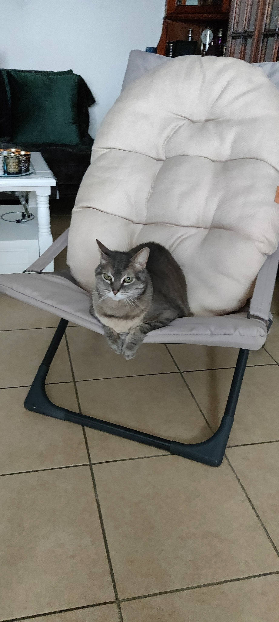 Jenny a rejoint le concours — aidez-le/la à gagner de superbes lots ! carnivore, cat, chair, comfort, domestic_short_haired_cat, felidae, floor, flooring, fur, furniture, grey, hardwood, outdoor_furniture, room, sitting, small_to_medium_sized_cats, table, tail, whiskers, wood