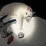 Fifille participe au concours pour gagner de l'argent avec cette photo : animal, bathed_in_light, bathroom, cat, clean, closeup, domestic_cat, faucet, fur, indoor, paw, pet, quiet, relaxing, shadow, sink, sleepy, whiskers, white, white_cat