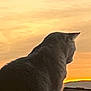 Fifille a rejoint le concours — aidez-le/la à gagner de superbes lots ! animal, backlit, calm, cat, domestic_animal, evening, feline, home, indoor, looking_out, nature, orange_sky, peaceful, pet, quiet, relaxing, silhouette, soft_light, sunset, window