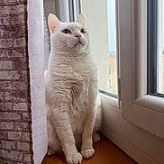 Fifille a rejoint le concours — aidez-le/la à gagner de superbes lots ! calm, cat, curtain, domestic_cat, ears, feline, fluffy, fur, home, indoor, looking_outside, paws, pet, quiet, sitting, whiskers, white_cat, window, windowsill, wooden_surface