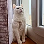 calm, cat, curtain, domestic_cat, ears, feline, fluffy, fur, home, indoor, looking_outside, paws, pet, quiet, sitting, whiskers, white_cat, window, windowsill, wooden_surface