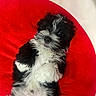 adorable, animal, black_and_white, companion, cute, dog, domestic_animal, fluffy, fur, indoor, looking_up, lying_down, pet, playful, puppy, red_cushion, relaxed, small_dog, soft, young
