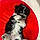 Rocky