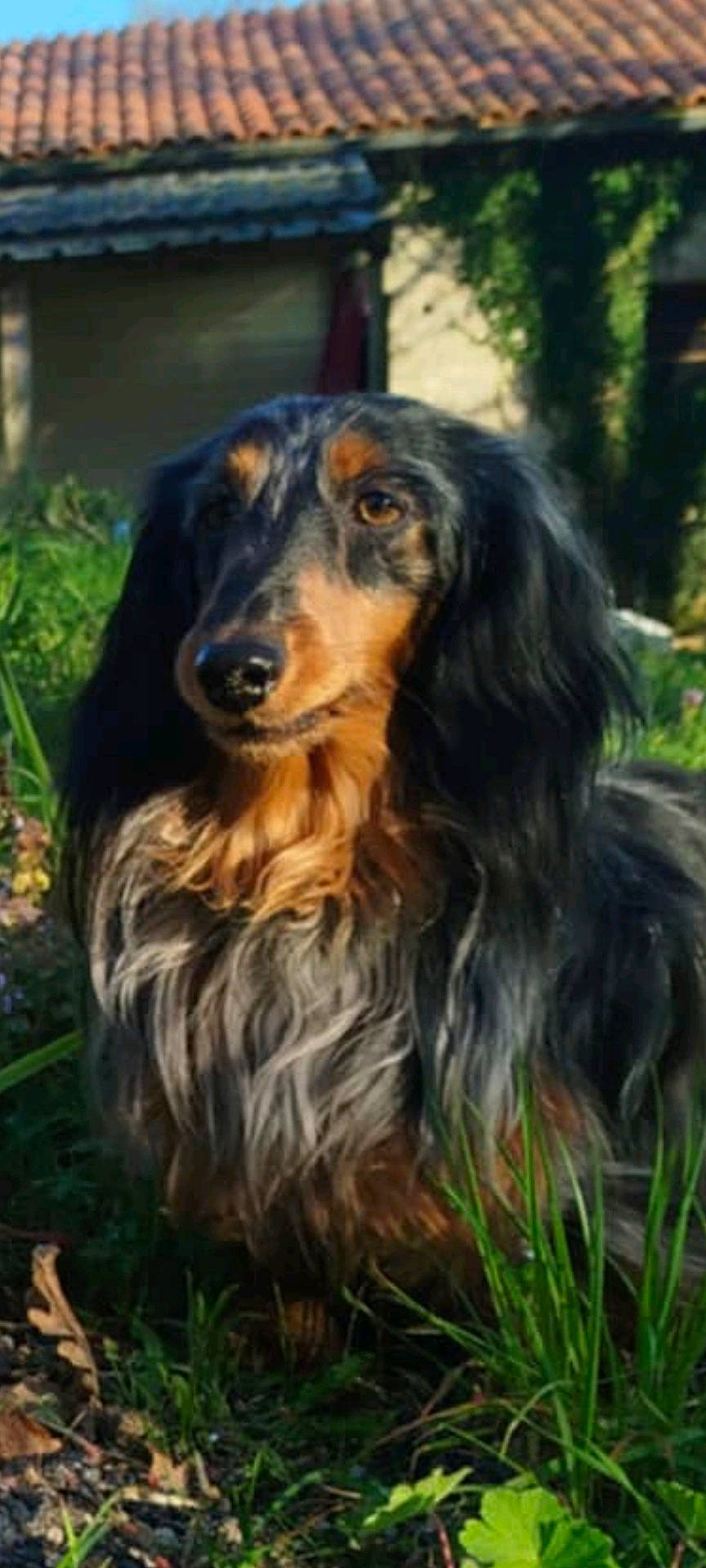 Teddy a rejoint le concours — aidez-le/la à gagner de superbes lots ! animal, architecture, backyard, building, canine, dog, grass, herbal, herbs, hound, house, housing, nature, outdoors, pet, plant, puppy, shelter, vegetation, yard