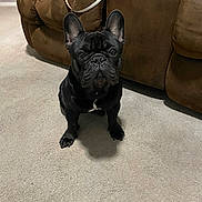 Johnny Cash is registered to the contest to win money with this photo: alert, animal, black_dog, brown_couch, canine, carpet, companion, couch, cute, dog, domestic, ears_up, floor, french_bulldog, indoor, living_room, looking, pet, short_hair, sitting