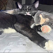 Smooches is registered to the contest to win money with this photo: bed, blanket, cat, close_up, companion, cuddling, cute, fur, gray_cat, indoor, kitten, napping, paw, paw_pad, pet, pink_paw, sleeping, tuxedo_cat, two_animals, whiskers