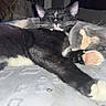 bed, blanket, cat, close_up, companion, cuddling, cute, fur, gray_cat, indoor, kitten, napping, paw, paw_pad, pet, pink_paw, sleeping, tuxedo_cat, two_animals, whiskers