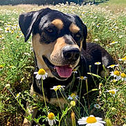 Diesel joined the competition — help win amazing prizes! dog, black_and_tan_dog, pet, animal, outdoors, meadow, wildflowers, daisies, summer, sunlight, nature, grass, portrait, close_up, happy, smiling, tongue_out, floppy_ears, tri_color, rural