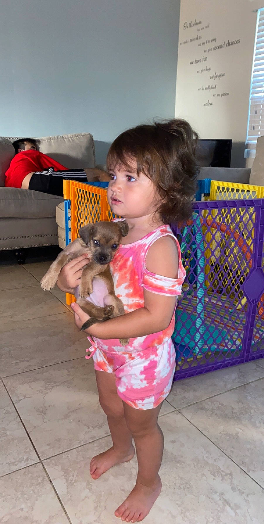 Naia joined the competition — help win amazing prizes! canidae, carnivore, child, companion_dog, dog, dog_breed, fawn, morkie, person, pomeranian, puppy, toy_dog