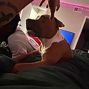 Onyx is registered to the contest to win money with this photo: attention, bed, blanket, brown_dog, casual, dog, door, furniture, gesture, hand, home, indoor, living_room, person, pink_led_lights, relaxation, resting, tattoo, television, white_clothing