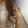Onyx is registered to the contest to win money with this photo: dog, brown_dog, pet, indoor, floor, wooden_floor, animal, lying_down, looking_up, ears, paws, white_patch, furniture, wall, slippers, cozy, curious, companion, domestic_animal, house