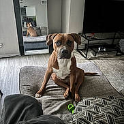 Onyx joined the competition — help win amazing prizes! dog, brown_dog, white_chest, couch, cushion, mirror, reflection, living_room, television, game_controller, floor, carpet, pillow, pet, indoor, furniture, wood_floor, relaxed, sitting, looking_at_camera