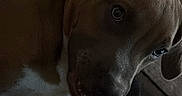 Onyx is registered to the contest to win money with this photo: animal, brown, canine, close_up, companion, couch, curious, dim_light, dog, ears, fur, home, indoor, looking_up, pet, relaxed, seated, shadow, snout, white
