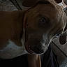 Onyx is registered to the contest to win money with this photo: dog, pet, indoor, couch, brown, white, fur, animal, canine, looking_up, ears, snout, shadow, dim_light, relaxed, home, close_up, companion, curious, seated