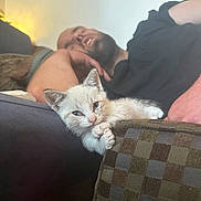 Frankie Stalberg joined the competition — help win amazing prizes! kitten, cat, person, bearded_man, sleeping, sofa, couch, living_room, indoor, pet, paw, fur, whiskers, closeup, relaxing, pillow, lamp, arm, hand, patterned_cushion