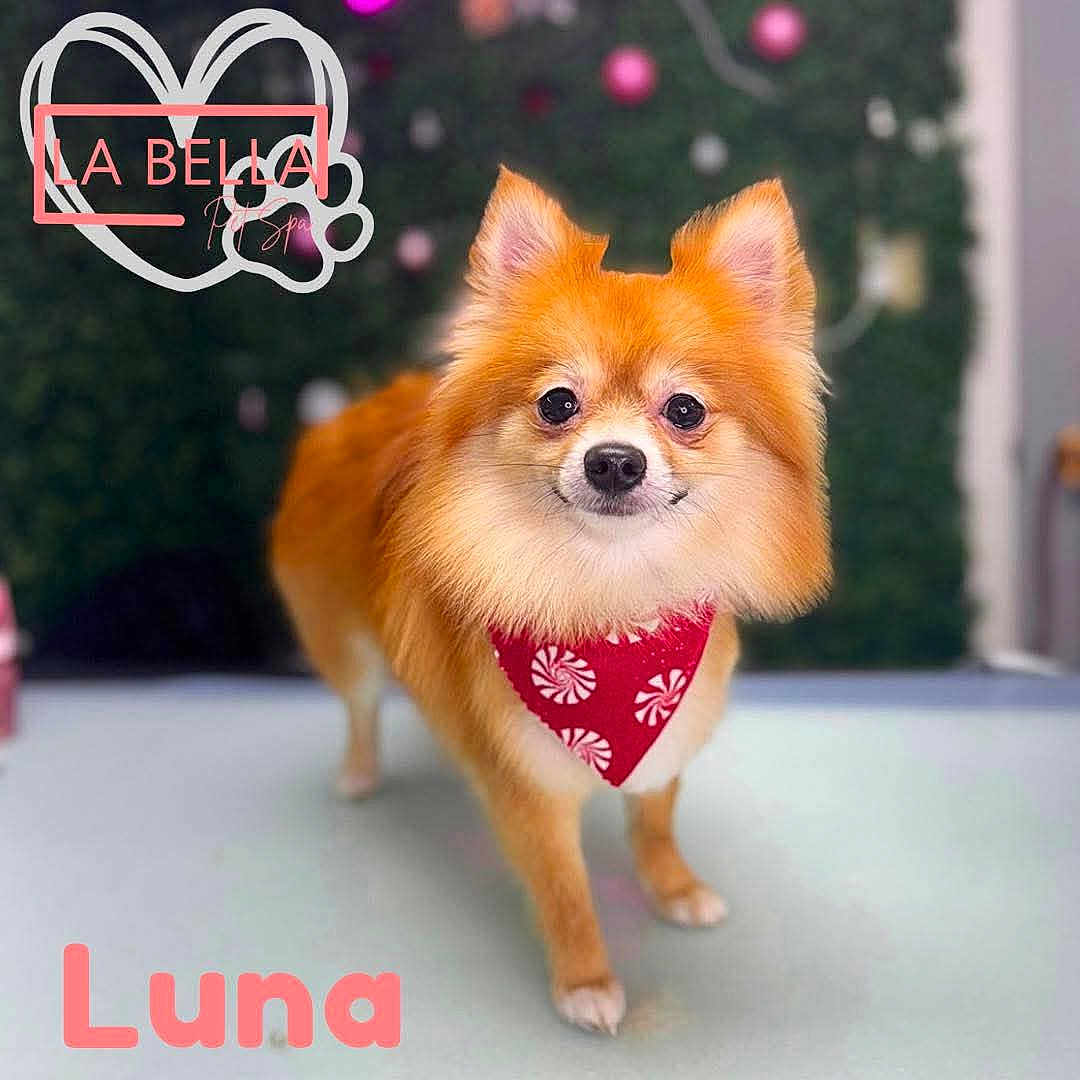 Luna joined the competition — help win amazing prizes! accessories, advertisement, animal, bandana, canine, chihuahua, cockerspaniel, dog, envelope, eskimodog, festival, greetingcard, headband, mail, papillon, pet, poster, puppy, snout, symbol
