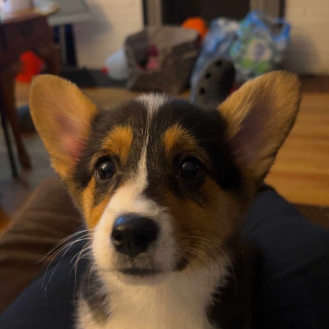 Millie joined the competition — help win amazing prizes! animal, architecture, ball, building, canine, couch, dog, fireplace, furniture, hound, husky, indoors, interiordesign, livingroom, pet, puppy, rat, rodent, room, sport