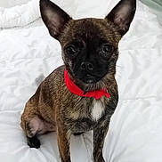 Raven joined the competition — help win amazing prizes! dog, brindle, small_dog, pet, collar, red_collar, bed, white_bedspread, indoors, animal, ears, cute, fur, sitting, looking, face, canine, companion, domestic, portrait