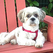 Guizmo participe au concours pour gagner de l'argent avec cette photo : adorable, animal, bench, canine, companionship, cute, dog, fur, green_leaves, nature, outdoor, paw, pet, portrait, red_harness, relaxed, sitting, small_dog, white_dog, wooden_chair