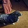 Winnie is registered to the contest to win money with this photo: animal, background, black, blanket, blur, canine, carpet, cozy, dog, domestic, floor, furniture, indoor, living_room, pet, resting, shadow, speckled, two_dogs, white