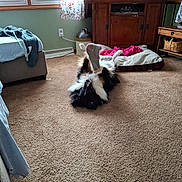 Winnie joined the competition — help win amazing prizes! animal, bed, bedroom, blanket, carpet, carpeted_floor, curtain, dog, dog_bed, furniture, indoor, person_on_tv, pet, pink_blanket, playful, resting, sock, television, window, wooden_cabinet