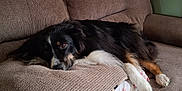 Winnie joined the competition — help win amazing prizes! animal, black_dog, brown_couch, canine, comfortable, couch, cozy, dog, domestic_animal, furniture, furry, home, indoor, laying_down, pet, pillow, relaxed, resting, sleepy, white_paws