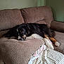 animal, black_dog, brown_couch, canine, comfortable, couch, cozy, dog, domestic_animal, furniture, furry, home, indoor, laying_down, pet, pillow, relaxed, resting, sleepy, white_paws