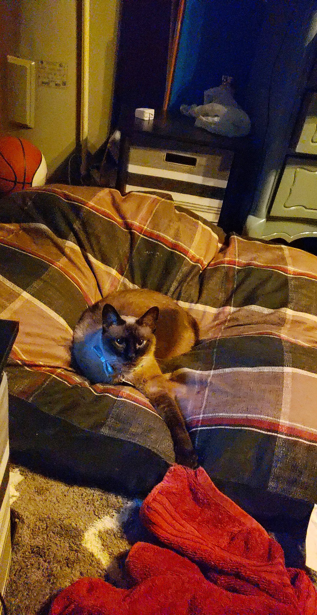 Isabelle is registered to the contest to win money with this photo: canidae, carnivore, dog, dog_breed, fawn