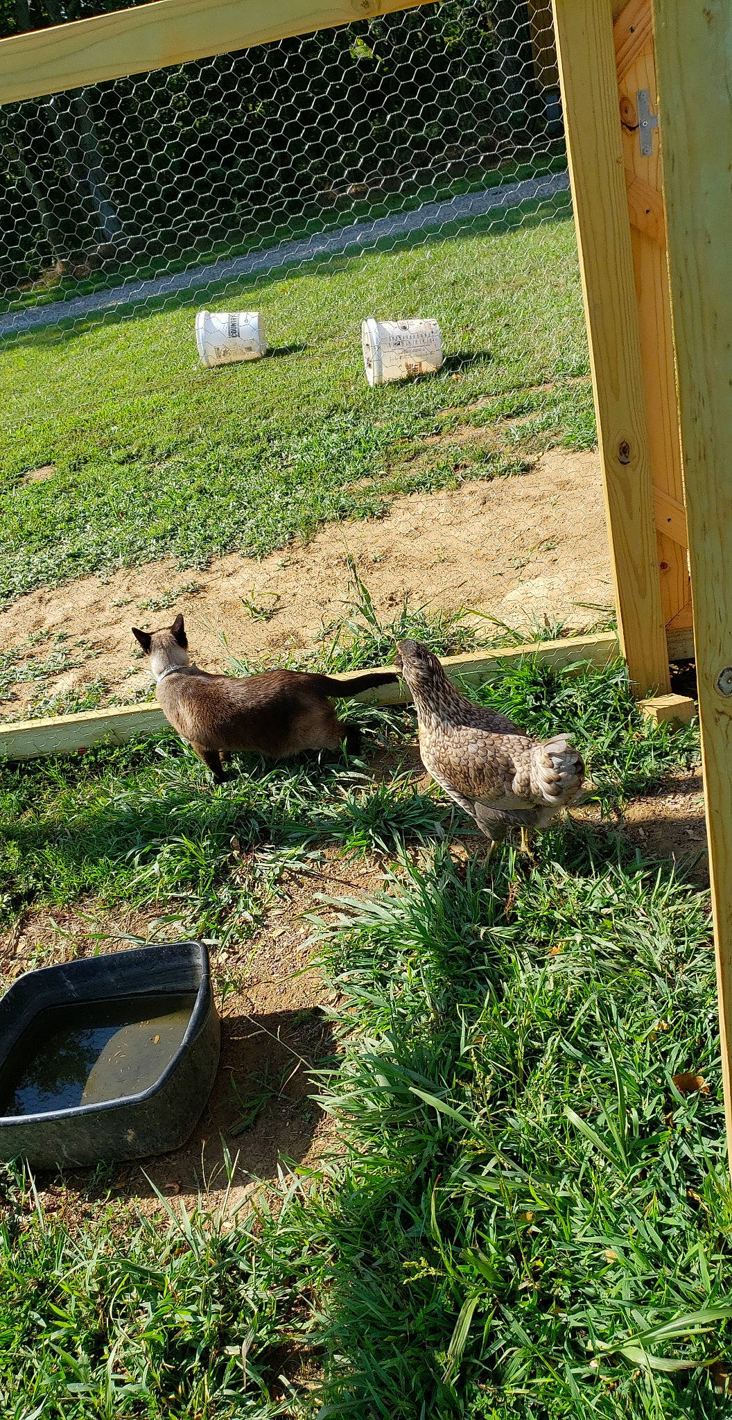 Isabelle joined the competition — help win amazing prizes! deer, farm, fawn, grass, kangaroo, macropodidae, marsupial, pasture, plant, wallaby, wildlife