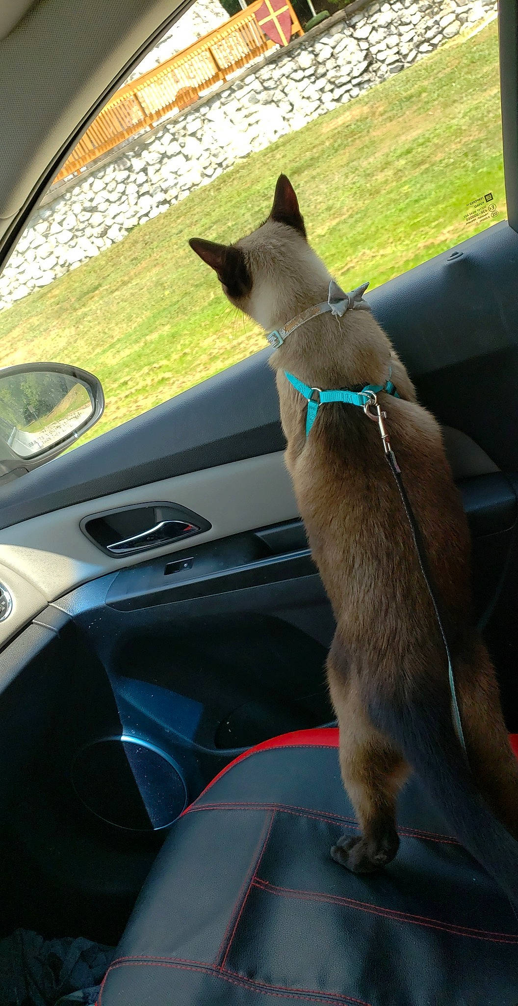 Isabelle is registered to the contest to win money with this photo: auto_part, automotive_exterior, automotive_window_part, canidae, car, carnivore, cat, fawn, felidae, glass, small_to_medium_sized_cats, snout, tonkinese, vehicle, vehicle_door, whiskers, window, windshield