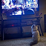 Azriel joined the competition — help win amazing prizes! cat, fluffy_cat, carpet, television, tv_screen, skeleton, dark_room, home_interior, entertainment_center, books, dvd_cases, picture_frames, cords, furniture, pet, watching_tv, indoor, animal, curious, lonely