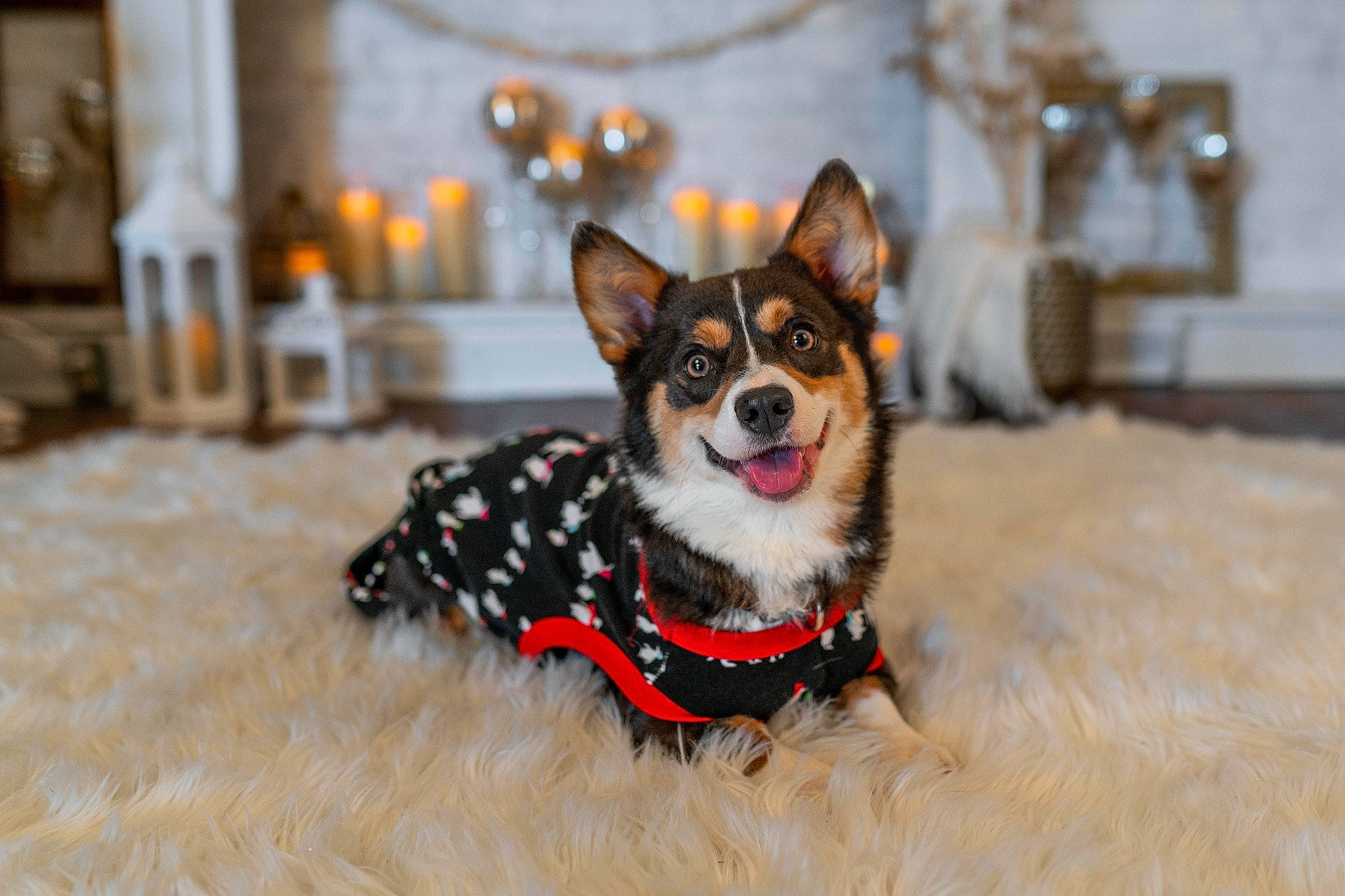 Aura is registered to the contest to win money with this photo: candle, canidae, carnivore, collar, companion_dog, corgi_chihuahua, dog, dog_breed, dog_collar, dog_supply, event, fur, pattern, paw, snout, sporting_group, toy_dog, whiskers, working_animal, working_dog