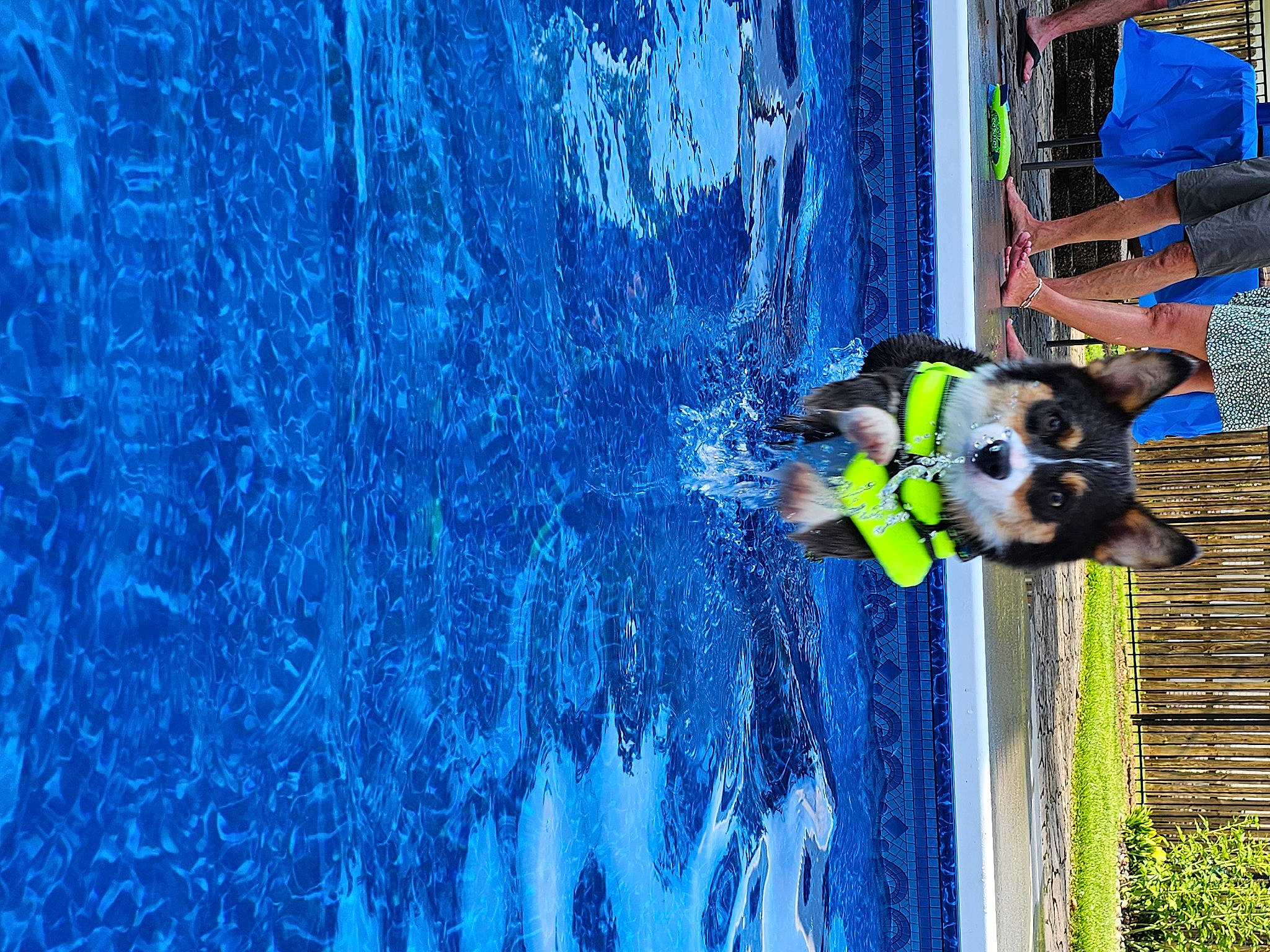 Aura joined the competition — help win amazing prizes! adventure, blue, boats_and_boating_equipment_and_supplies, canidae, carnivore, dog, dog_breed, electric_blue, fun, grass, hat, leisure, personal_protective_equipment, plant, recreation, reflection, sporting_group, swimming_pool, tree, water