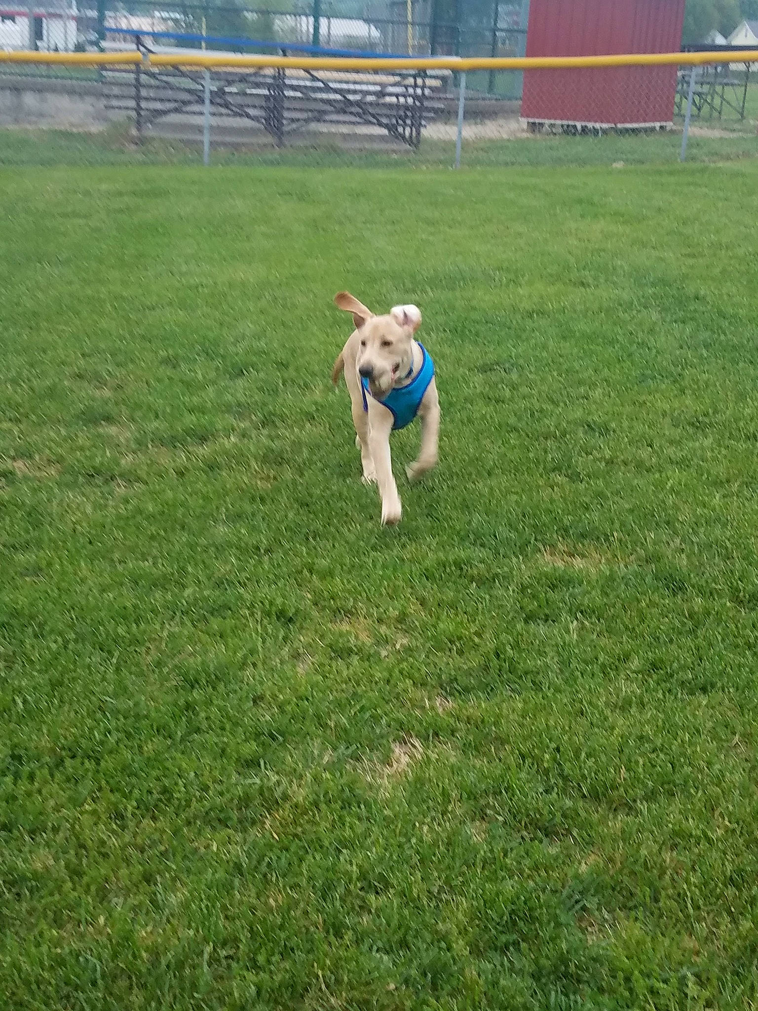 Axl joined the competition — help win amazing prizes! backyard, canidae, dog_breed, grass, grass_family, grassland, lawn, meadow, natural_environment, pasture, plant, play, sporting_group, yard