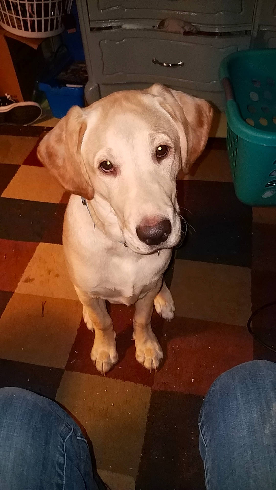 Axl joined the competition — help win amazing prizes! beagador, canidae, carnivore, companion_dog, dog, dog_breed, fawn, labrador_retriever, mammal, potcake_dog, rajapalayam, retriever, snout, sporting_group, street_dog, vertebrate