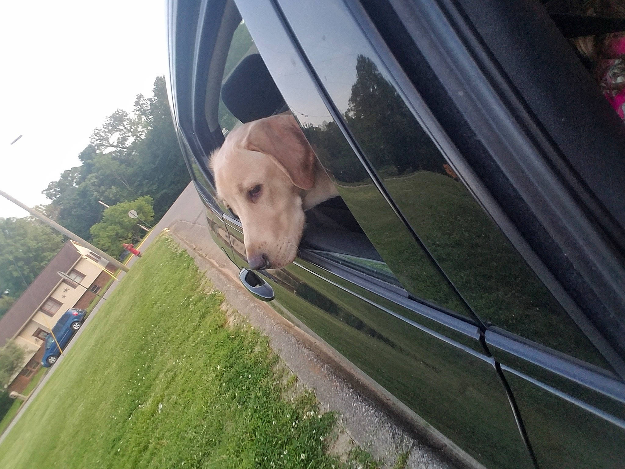 Axl joined the competition — help win amazing prizes! canidae, carnivore, companion_dog, dog, dog_breed, fawn, golden_retriever, labrador_retriever, retriever, snout, sporting_group, vehicle, vehicle_door, window