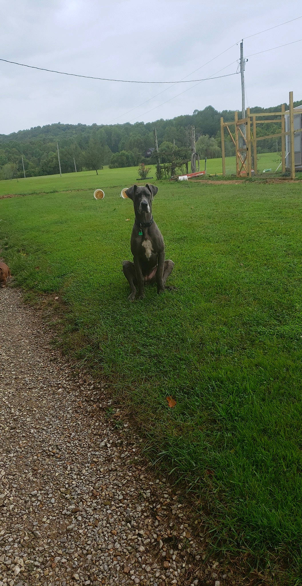 Willow joined the competition — help win amazing prizes!